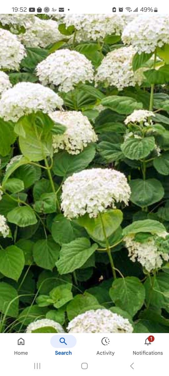 White Hydrangea