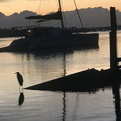 120 hp Ford Lehman Diesel Injection Pump Rebuilt By Action injection pump service