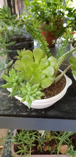 Suculent plant