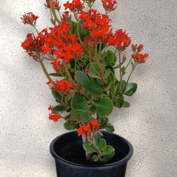Live Kalanchoe Plant
