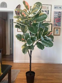Artificial Rubber Tree House Plant 🪴