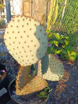 Santa Rita Purple Opuntia Prickly Pear Paddle cactus