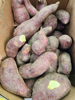 Japanese sweet potato / Satsumai