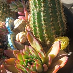 Arrangement Succulent And Cactus Plant.