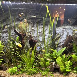 36 Gallon bow-front -Fully loaded