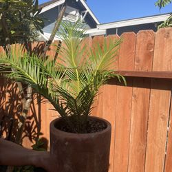 Small Palm Tree