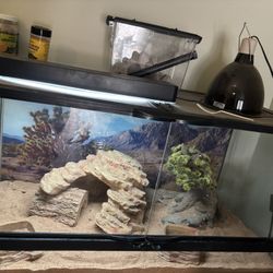 Lizard Tank. 