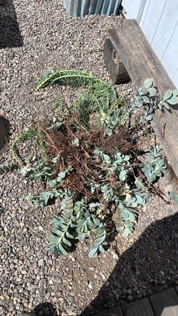 Free succulents