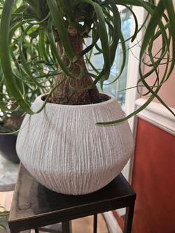 Six head Ponytail Palm