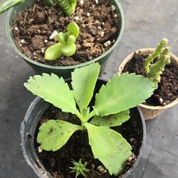 $4 For all plants