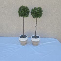 Set Of 2 Topiaries 