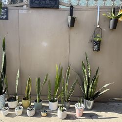 Snake Plants 🪴 Thanksgiving Christmas Center Pieces Or Gifts