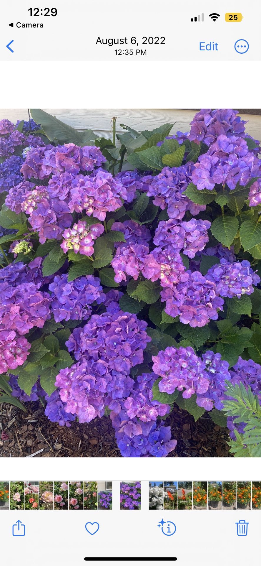 Last Two Hydrangea Plant Starter In Pot Semiannual 