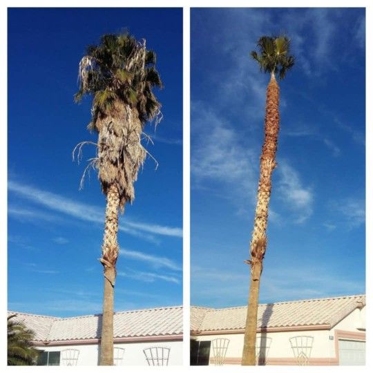 Plams Las Vegas