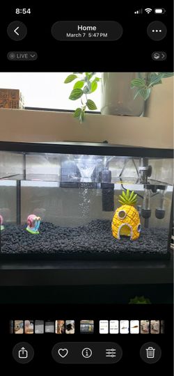 5 Gallon Fish Tank