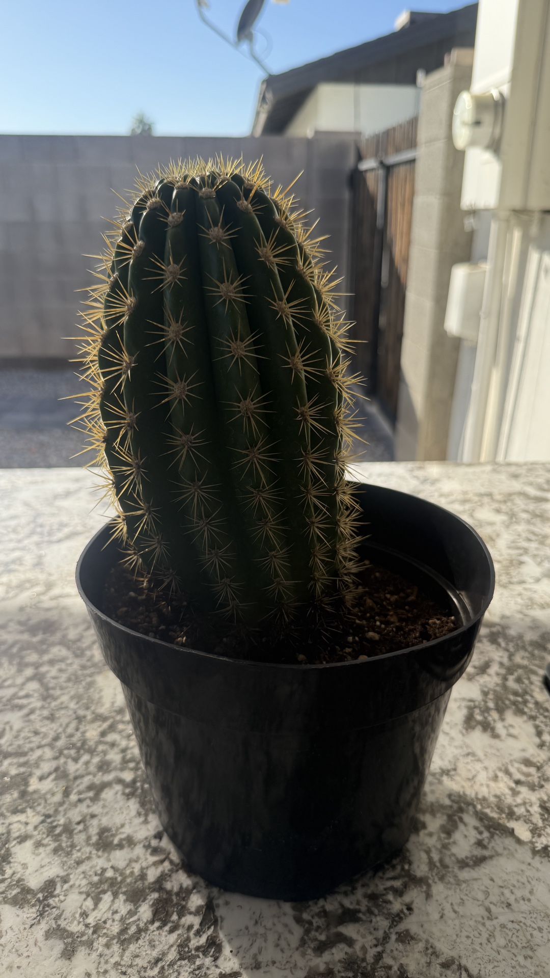 Saguaro Cactus Plant 🪴 