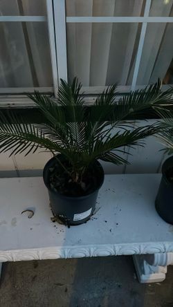 Sago Palm 3 Gallon 