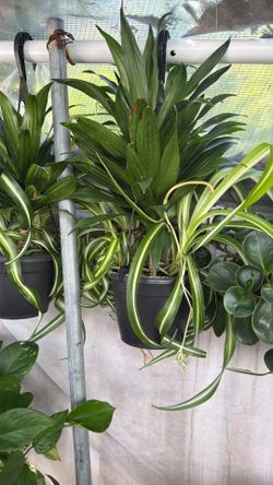 Plant