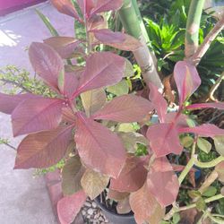 32” Tall African Milk Bush