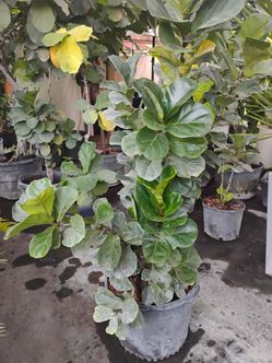 Ficus Lyrata on sale! $110