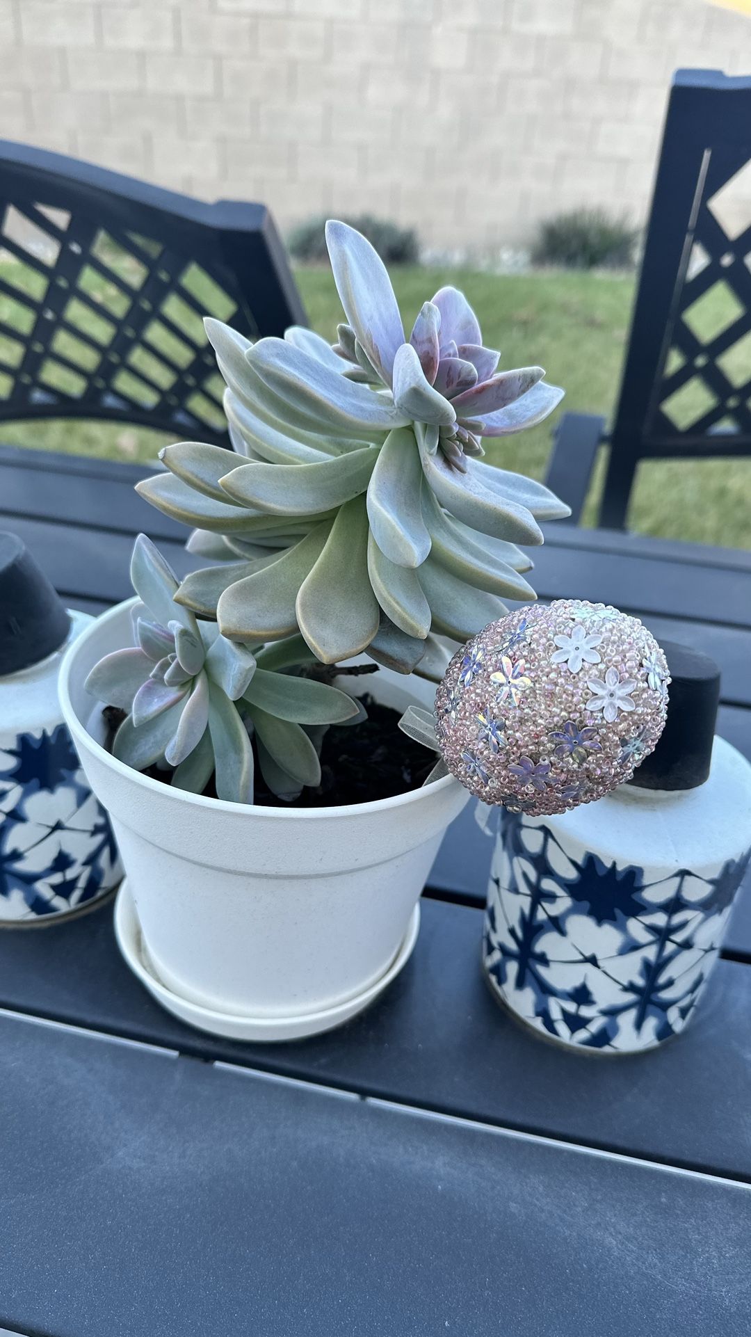 Succulent Live Plant.