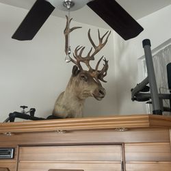 caribou shoulder mount