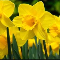 Daffodils FRESH LIVE PLANT 