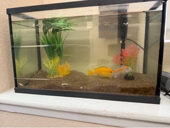 Fish tank with accessories