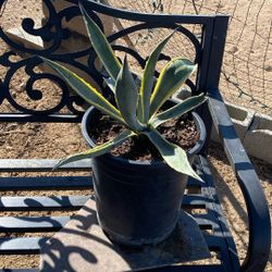 Agave Plant 