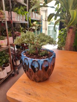 Mini Juniper Bonsai Trees