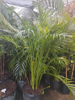 On Sale! Cat Palm 🌴 7gl $35
