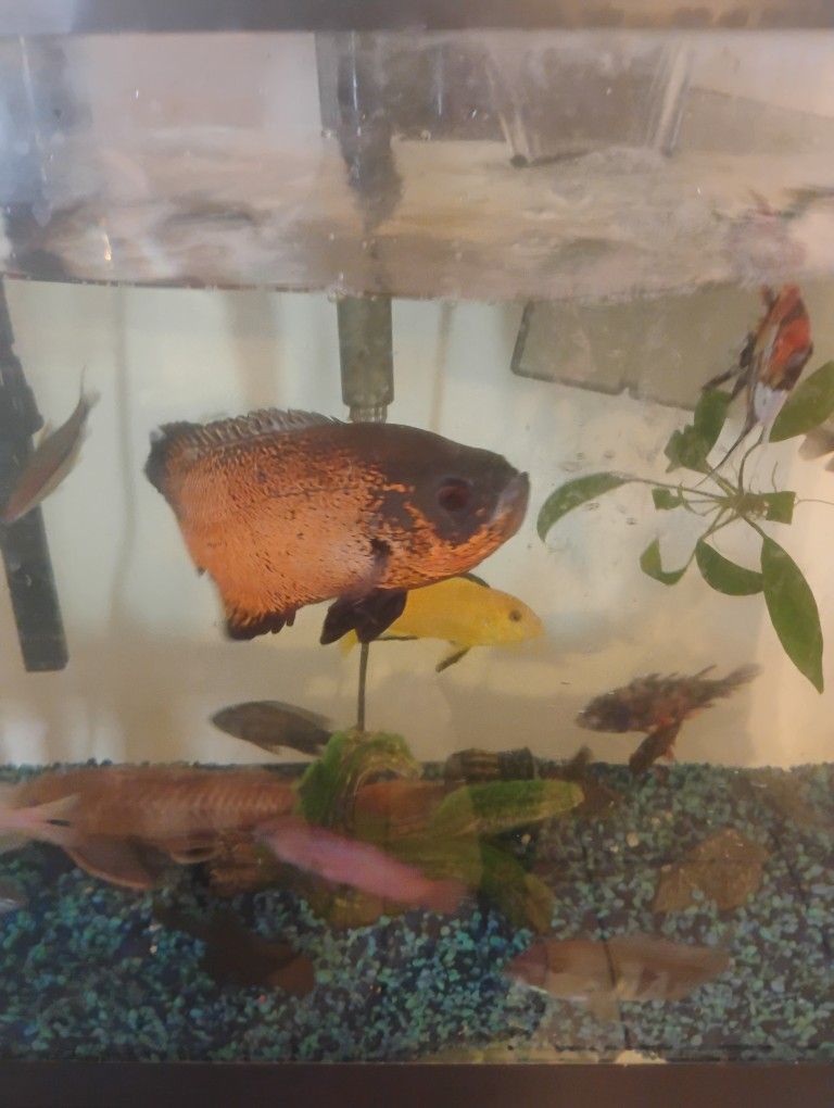 Fish Tank