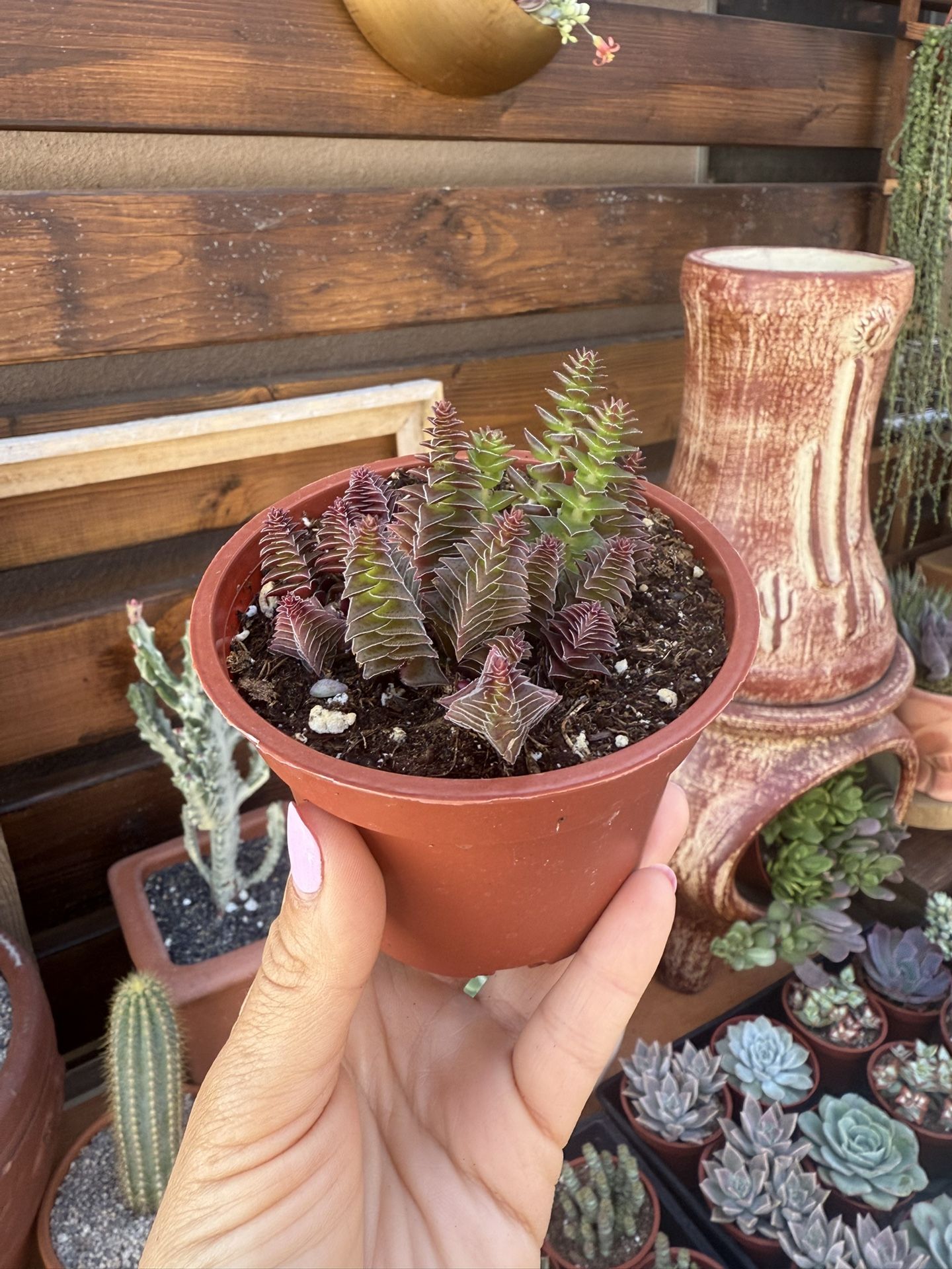 Crassula Capitella 4”