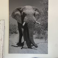 Elephant Photograph On Canvas 
