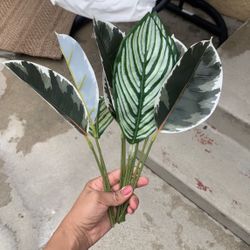 Artificial Leaf
