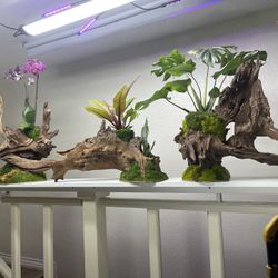 Drift Wood Planters