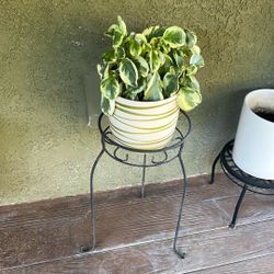 Healthy Plant 