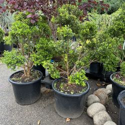 Japanese boxwood topiary bonsai 