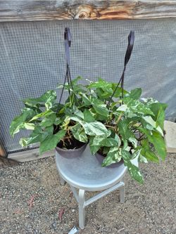 Syngonium variegated Plant 8" Pot $12 each