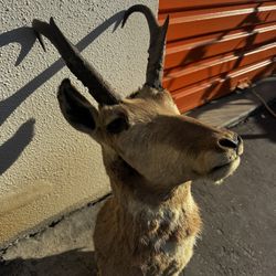 Stuffed Antelope Head