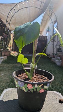Young Monstera Deliciosa