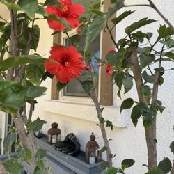 Red Flower 🌺 Hibiscus Tree Plant