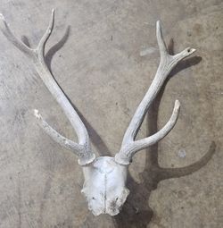 Axis Deer Skull