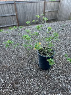 European Snowball Bush