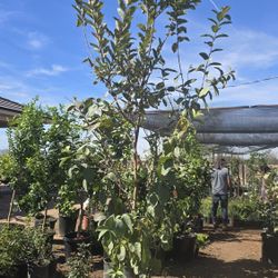 Arbol De Guayaba 24 Galones 