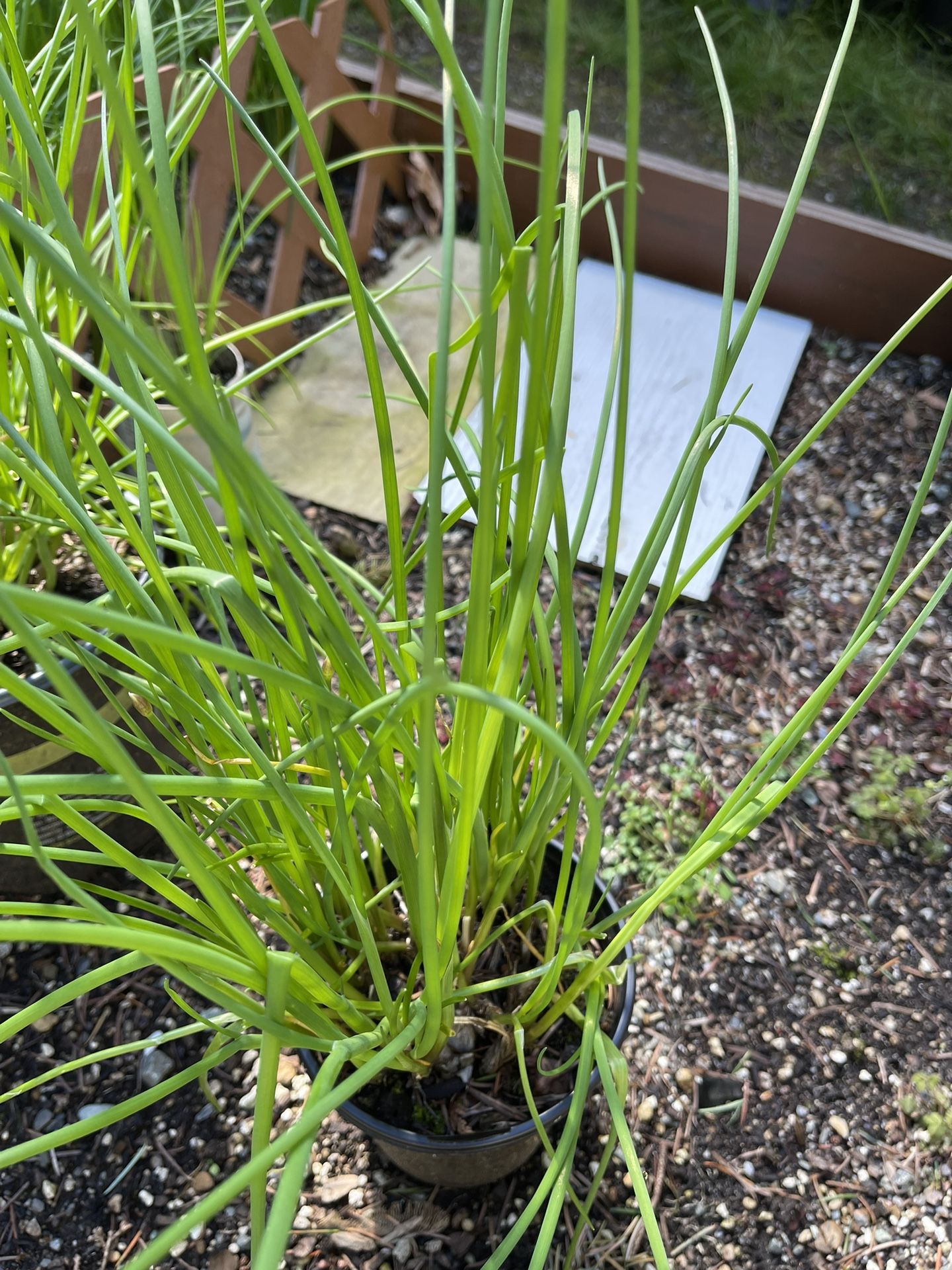 Organic Chives Perennial Edible (Soups, Salad, Raw/Dried).