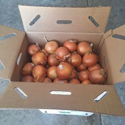 Organic Jumbo Onions