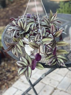 Tradescantia Zebrina  plant– 8” Hanging Basket 🌿💜
