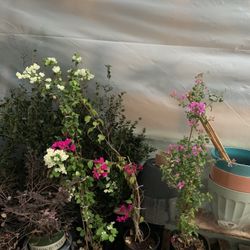 Bougainvillea Vines 35 Each 