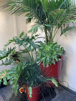 Large Outdoor Potted Plants
